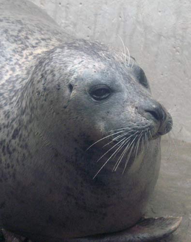 Aquarium - Seal