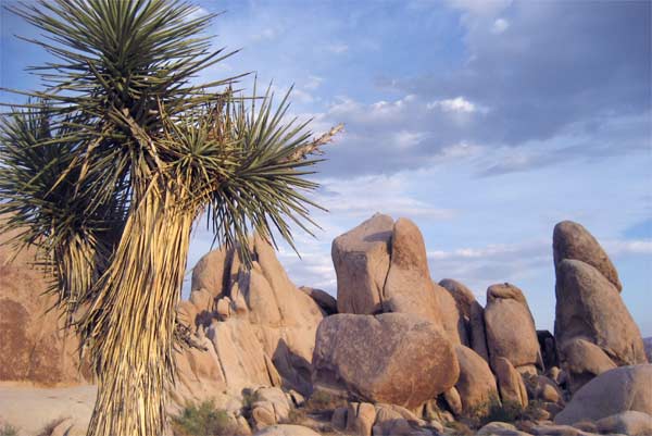 Joshua Tree